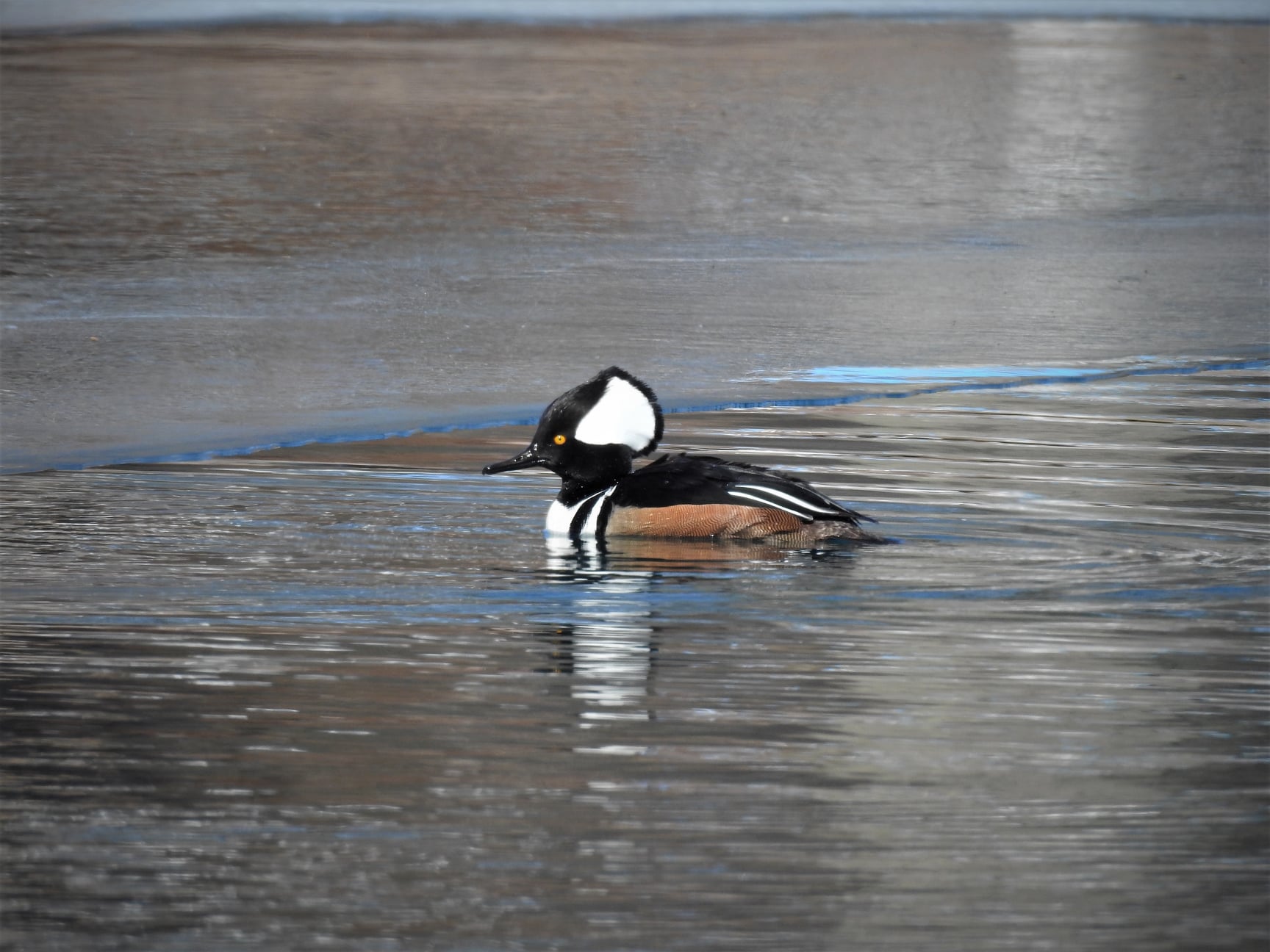 A hooded merganser duck in the water. The duck has a black face with a white crest, and a black, white, and brown body. Photo from the Allerton Park Bird Club Facebook page.