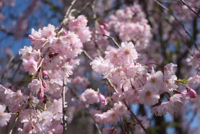 A close up of pink and white Sakura blossoms hanging on branches. There is blue sky peeking through the branches. Photo from Japan House Facebook page. 