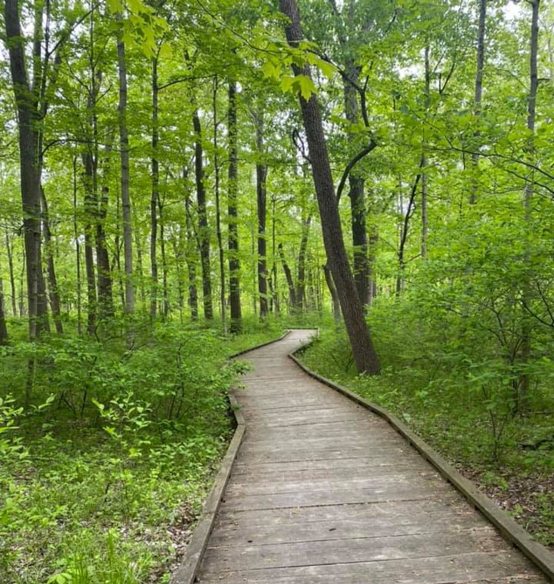 A wooden planked path winds through a forest of tall leafy green trees. Photo by Julie McClure.
