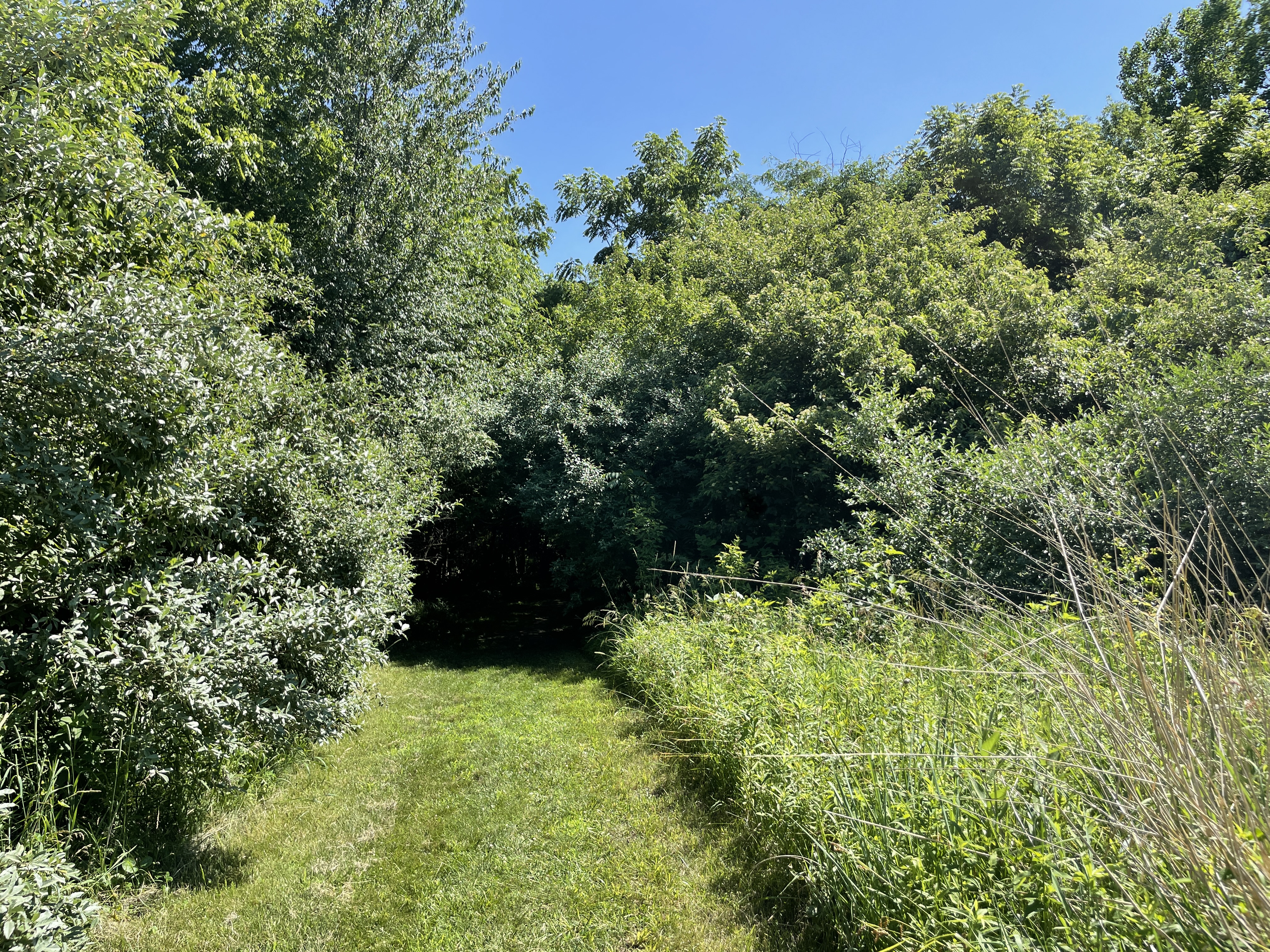 Photo of a path leading into dense trees. Many shades of green in this photo. Shows where the prairie path becomes the woods.