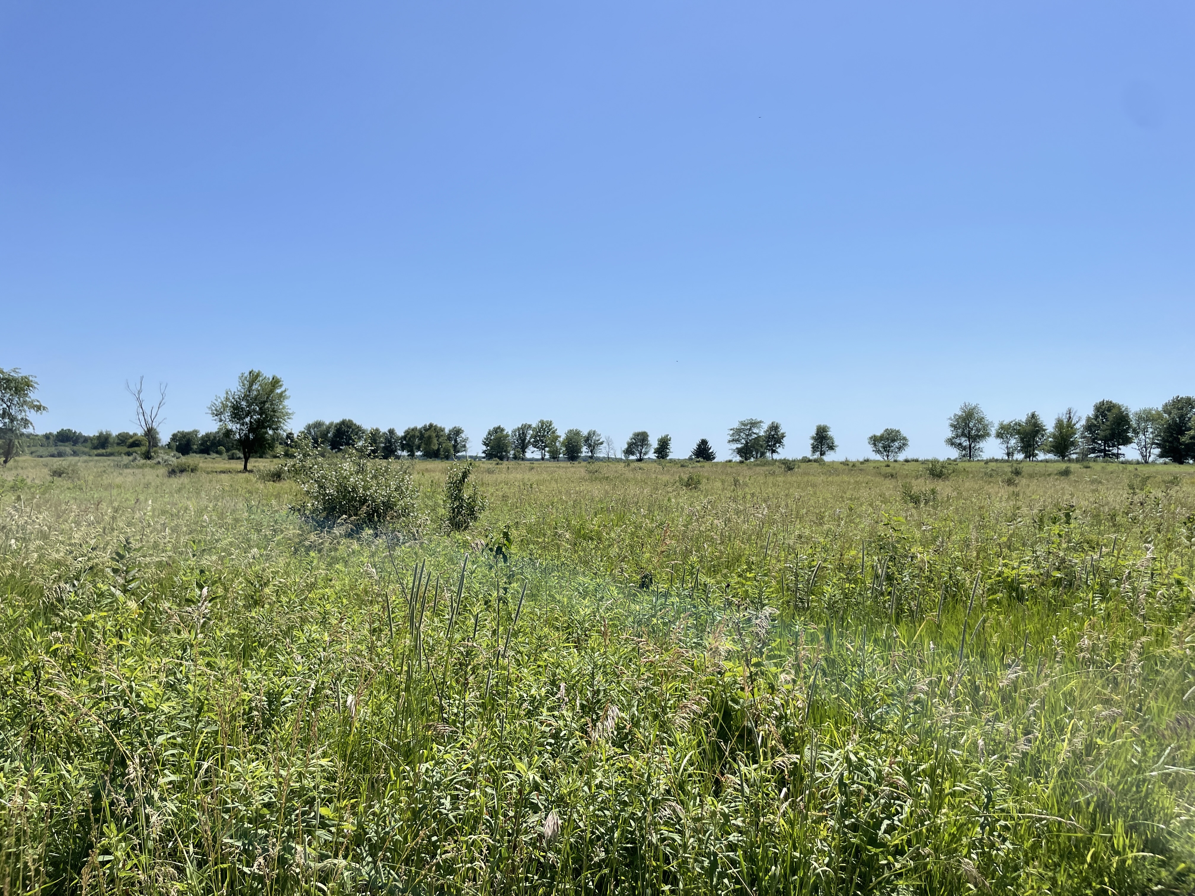 Photo of the prairie with small, scattered trees and a big open blue sky in the background. Main colors are greens and blues.