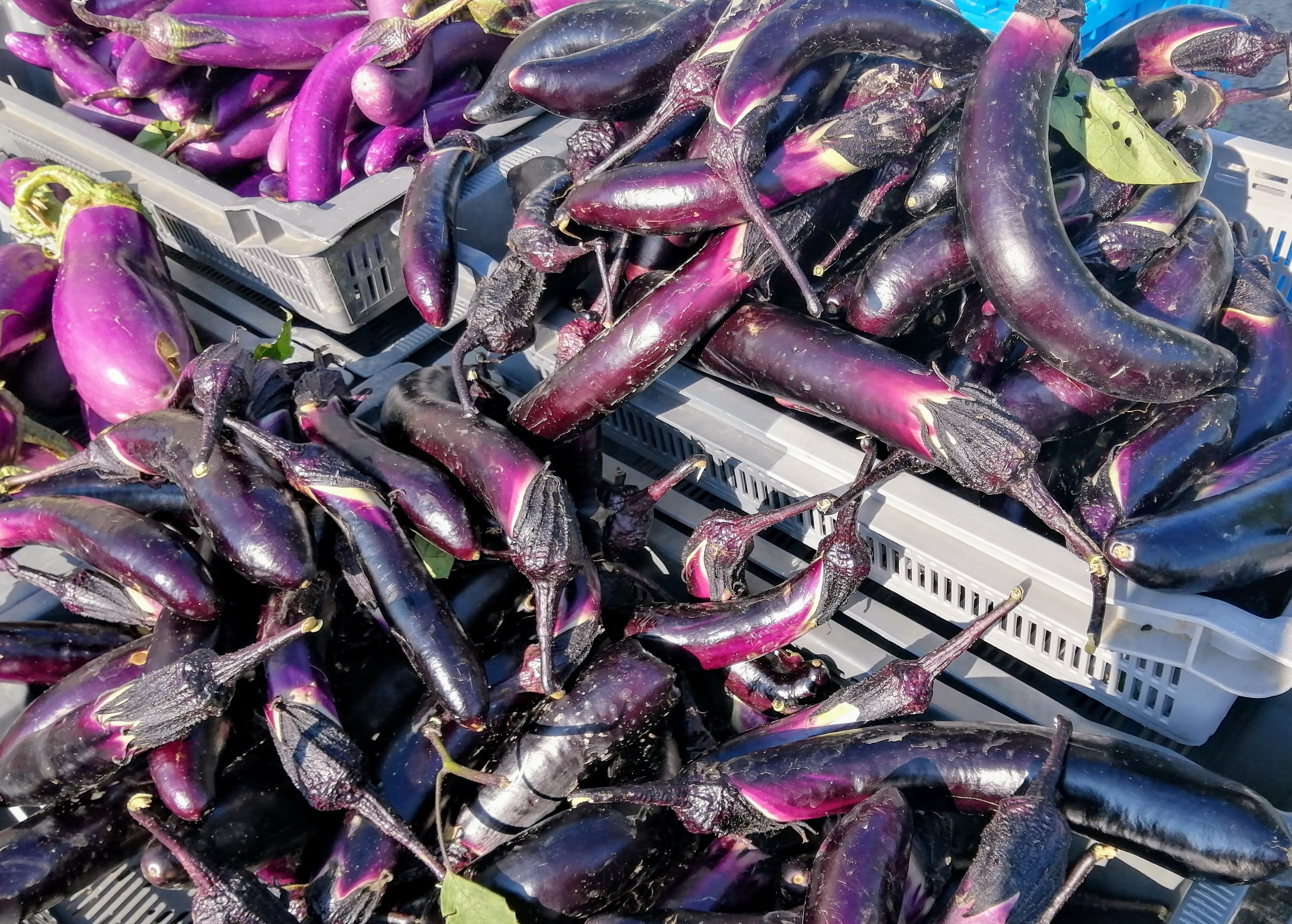  A display of piles of purple eggplants for sale. Photo by Paul Young.