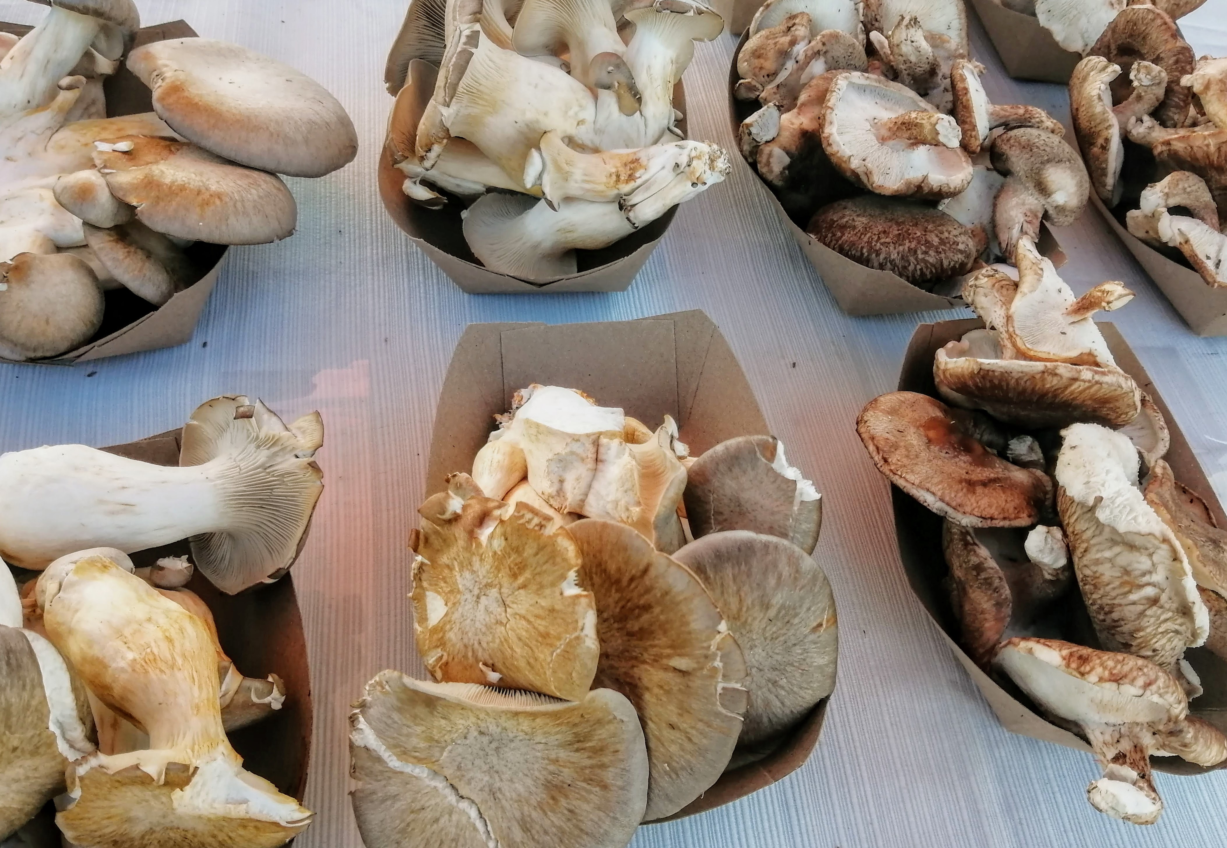 Many packages of exotic-looking mushrooms on a white table. Photo by Paul Young.