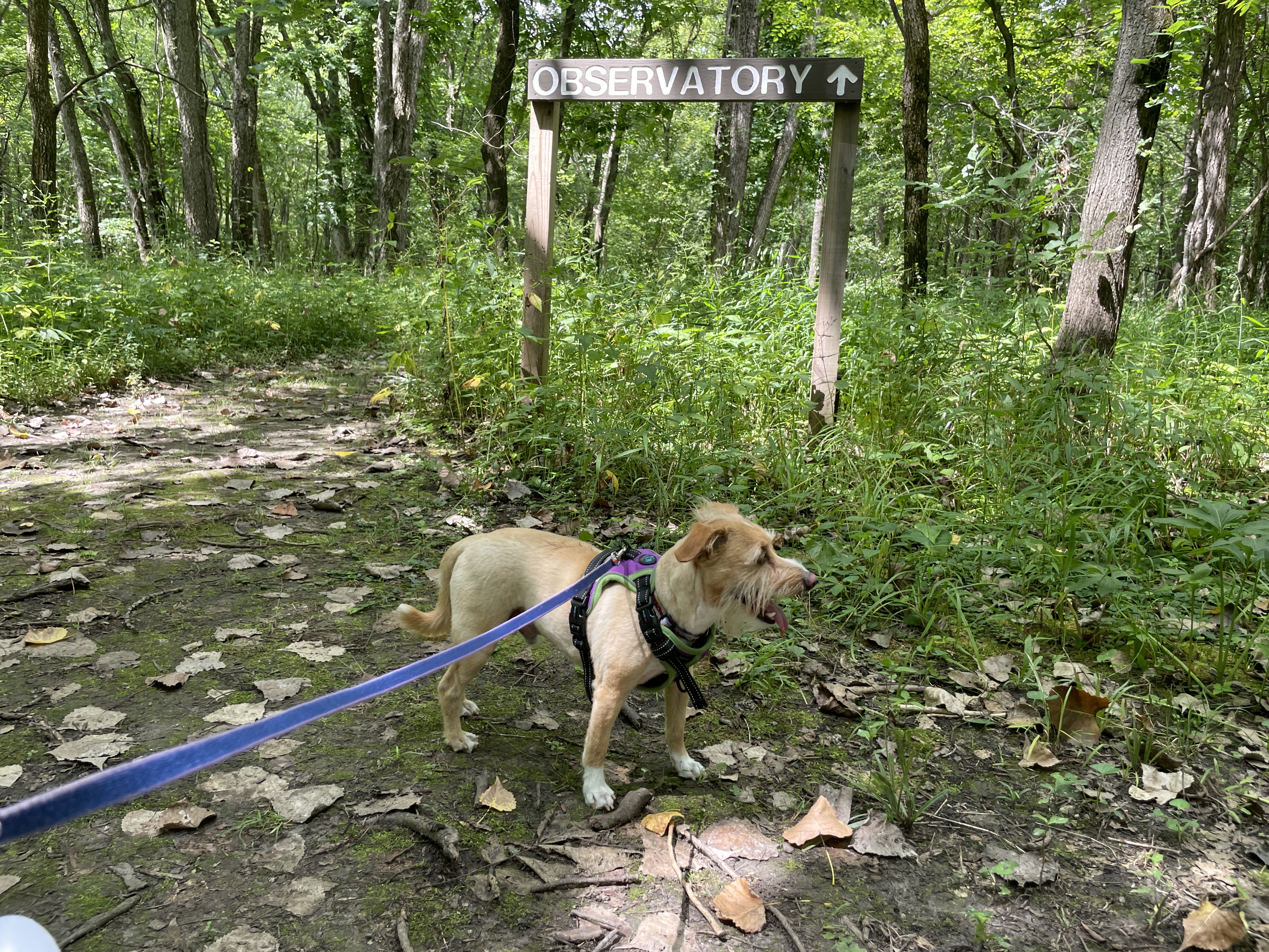Photo of scruffy, beige dog standing in front of a sign that says 