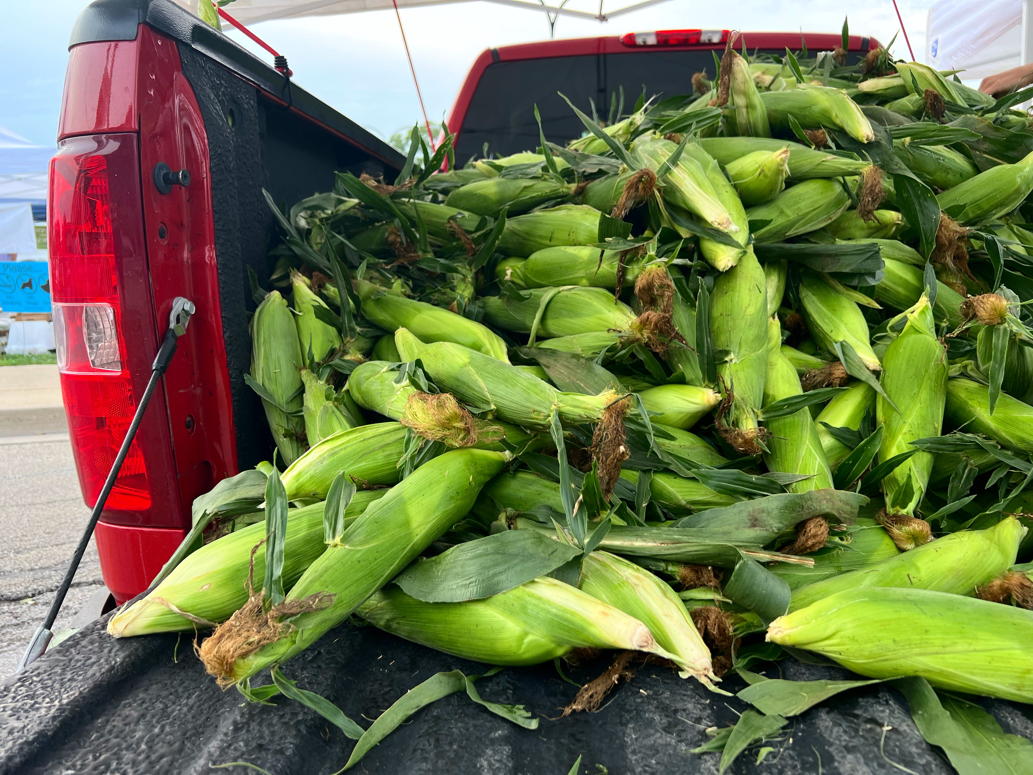 In the bed of a red truck, there is an abundance of unshucked corn for sale by Tegeler Sweet Corn at the Urbana Market at the Square. Photo by Alyssa Buckley.