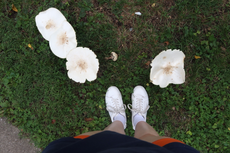 A semi-circle of large, white, circular mushrooms, from the view of the camera person looking down. You can see the person's shoes in the shot, which are similar in size to the mushrooms. Photo by Maddie Rice.