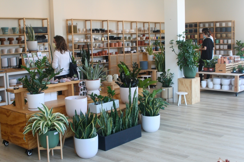 The interior of a plant store. There are larger green plants in planters on the floor and on tables. Along the wall are light wooden shelves with rows of different styles of smaller planters. A few people are shopping. Photo by Lauren Quinn.