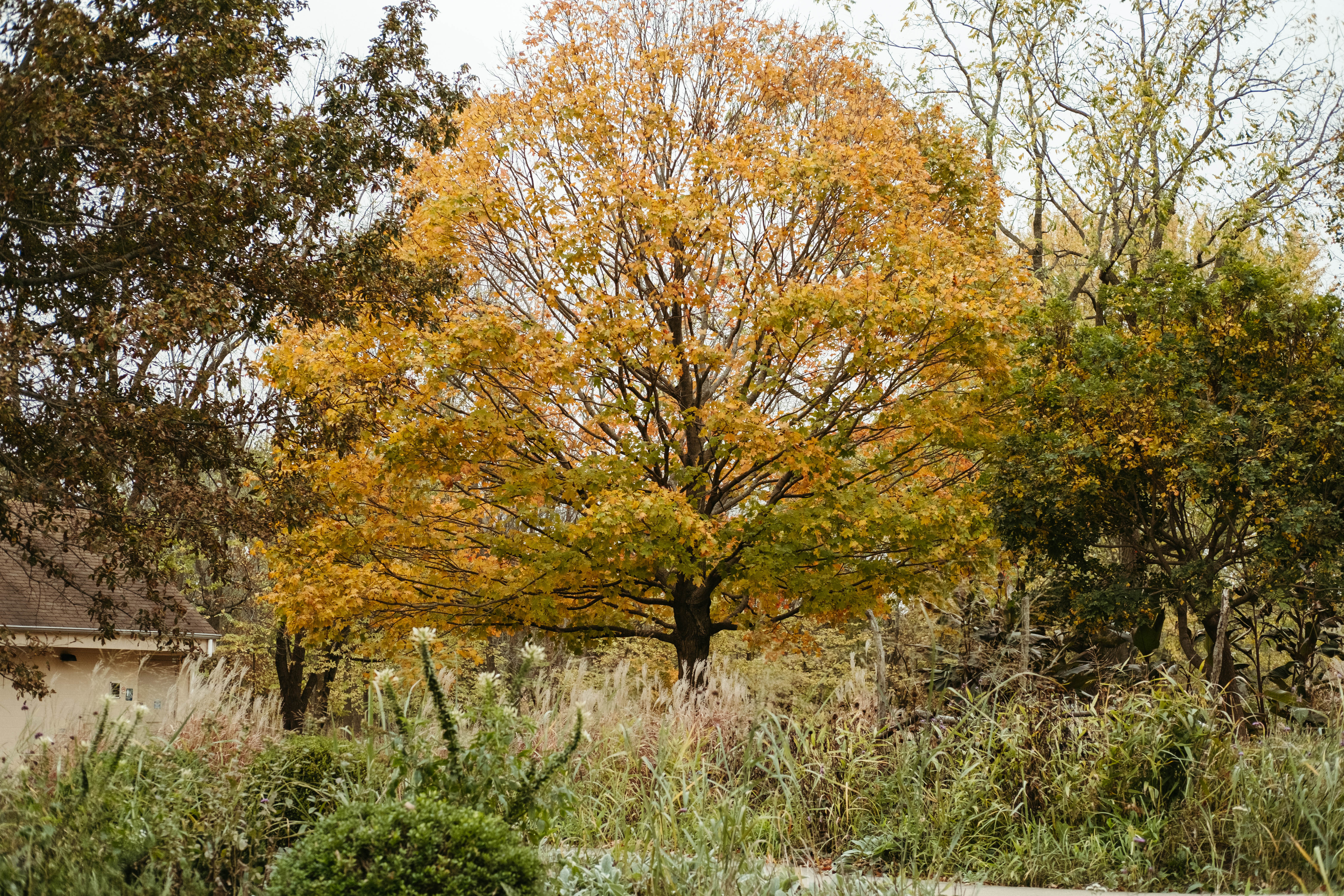A tree with yellow leaves is surrounded by prairie grasses and flowers, all in tones of browns, whites, and greens. Photo by Anna Longworth. 