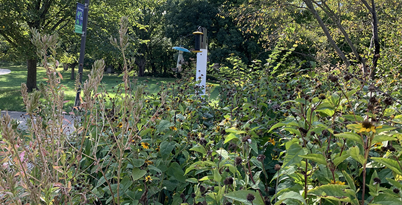 Native prairie grasses and.plants surround blue and clear bird feeders outside of the Anita Purves Nature Center.
