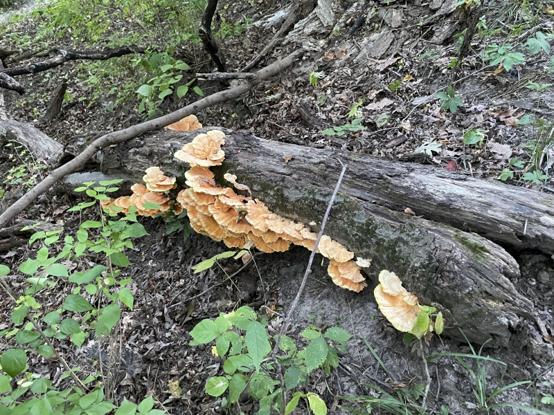Photo of fungus growing on a fallen tree. Fungus is orange and tree is brown. Photo by Mara Thacker.