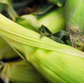 Learning to dislike corn