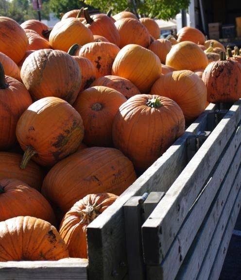 Market Watch: Pumpkin Style