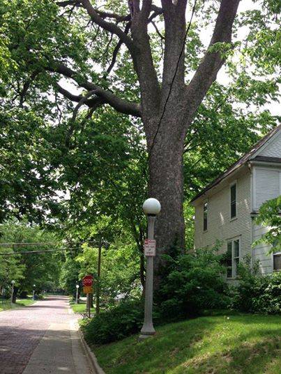 Urbana Tree Commission meeting for Wednesday