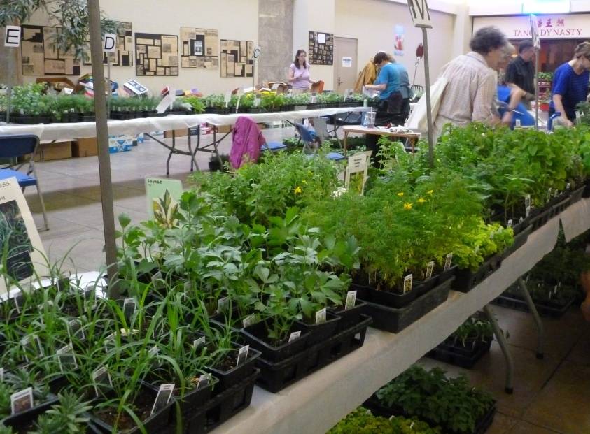 C-U Herb Society Annual Herb Plant Sale is May 7th