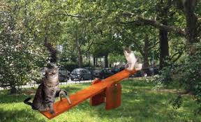 For one day only, there’s going to be a cat park