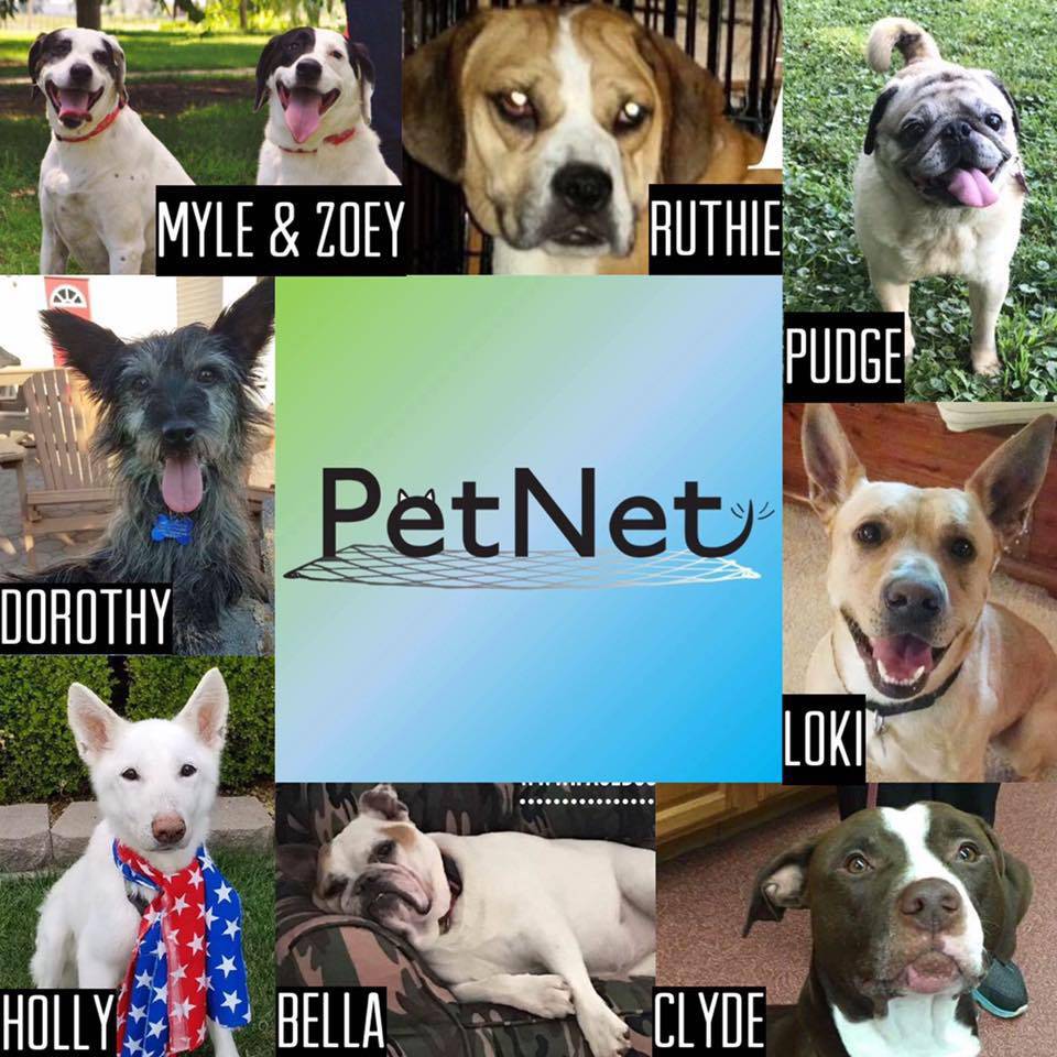 PetNet Rescue saves the cutest creatures, and you can adopt them