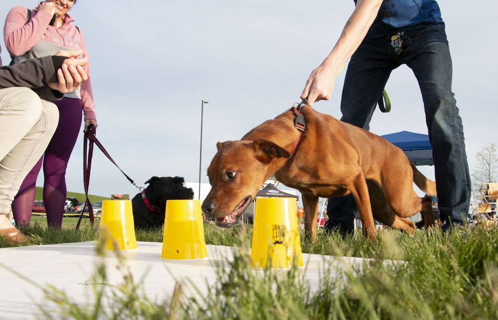 Check out some photos from Sunday’s Mutt Strut