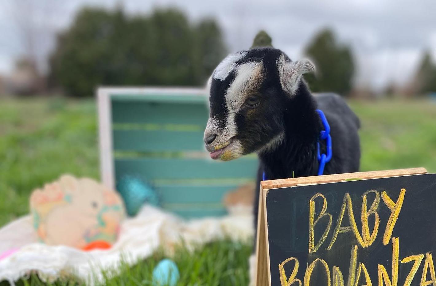 You can now visit the baby goats at Prairie Fruits Farm on the weekends