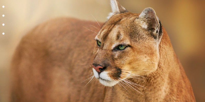 There’s a mountain lion roaming Central Illinois