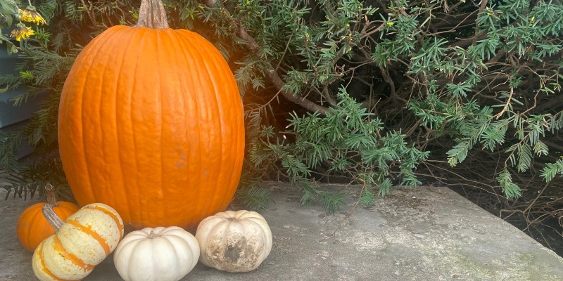 Smash your pumpkins at the Landscape Recycling Center