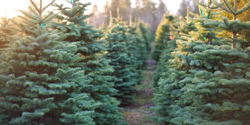 Champaign’s tree collection will happen January 9th